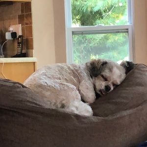 Meet your Posher, Dawn